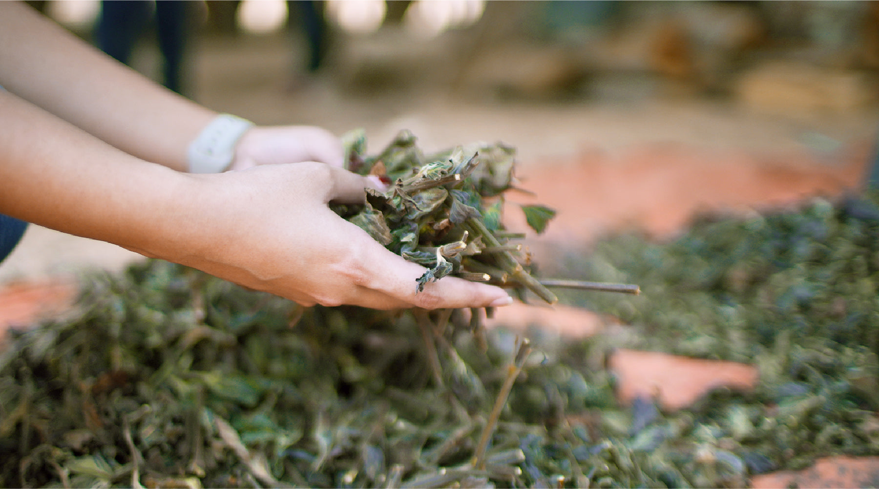 Mengenal SCENTARIUM, Perjalanan Hidup Melalui Aroma dari Botanical Essentials