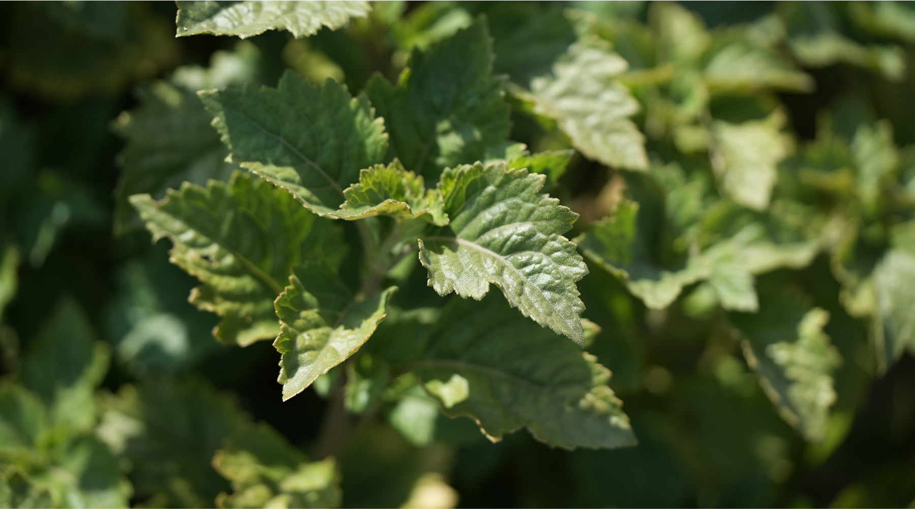 Mood Certified Scents: Bagaimana Aroma Mempengaruhi Emosi dan Mengapa Botanical Essentials Merancang Parfum dengan Pendekatan Ini